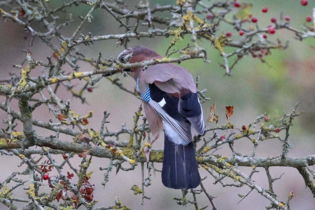 Jay
