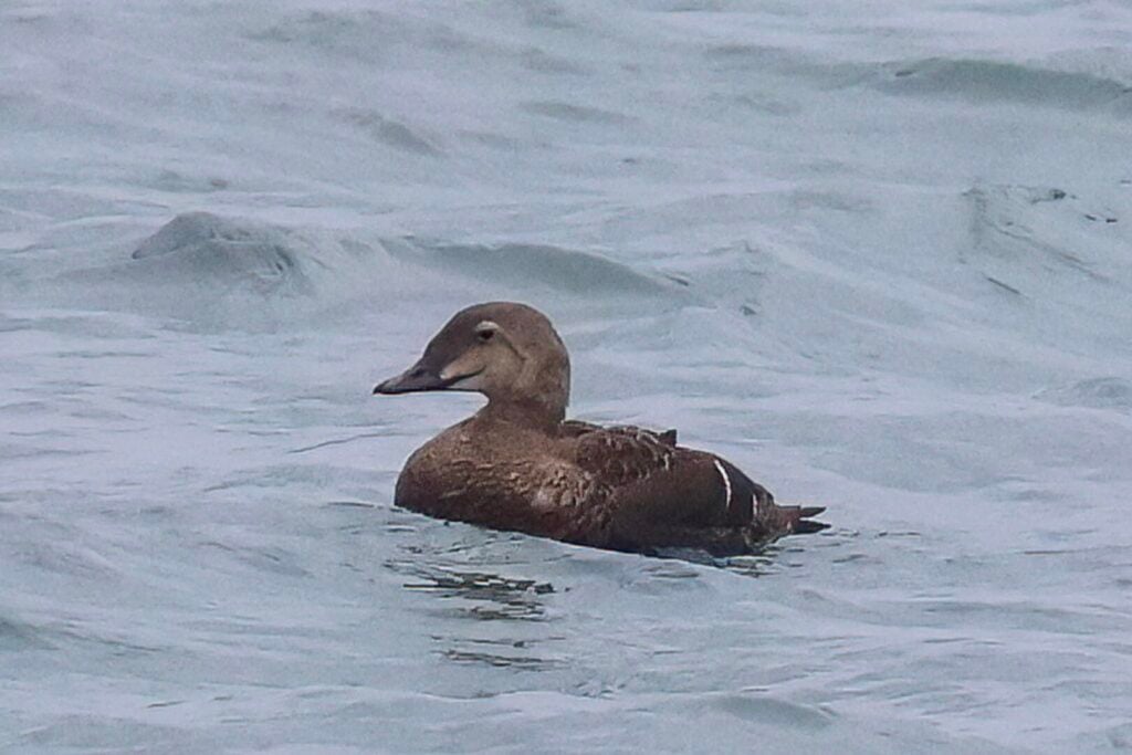 King Eider