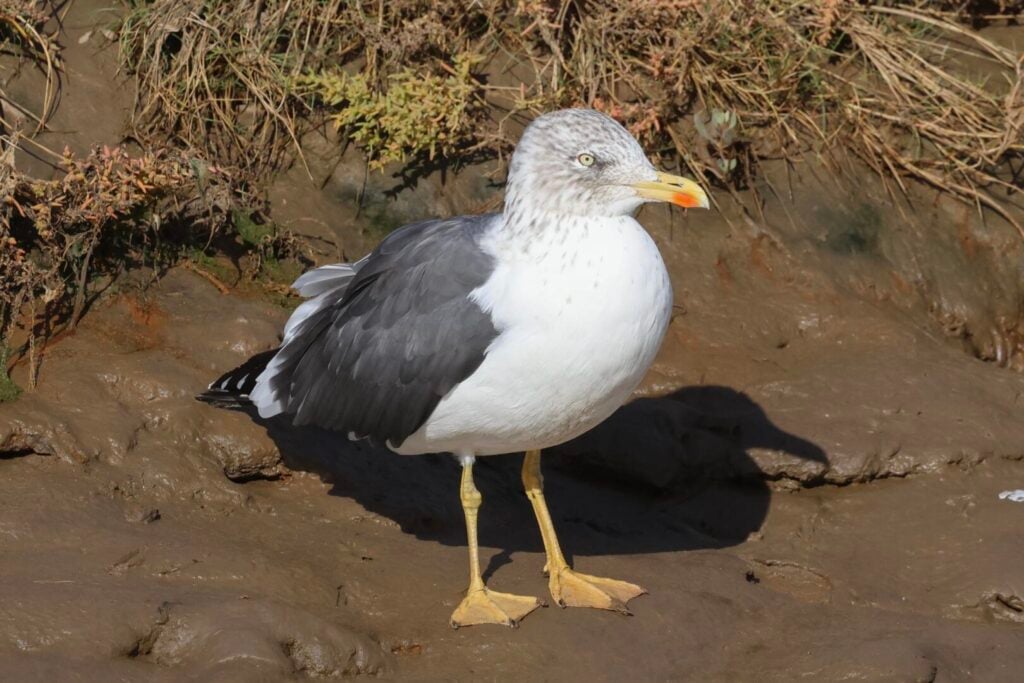 Lesser Black-backed Gull