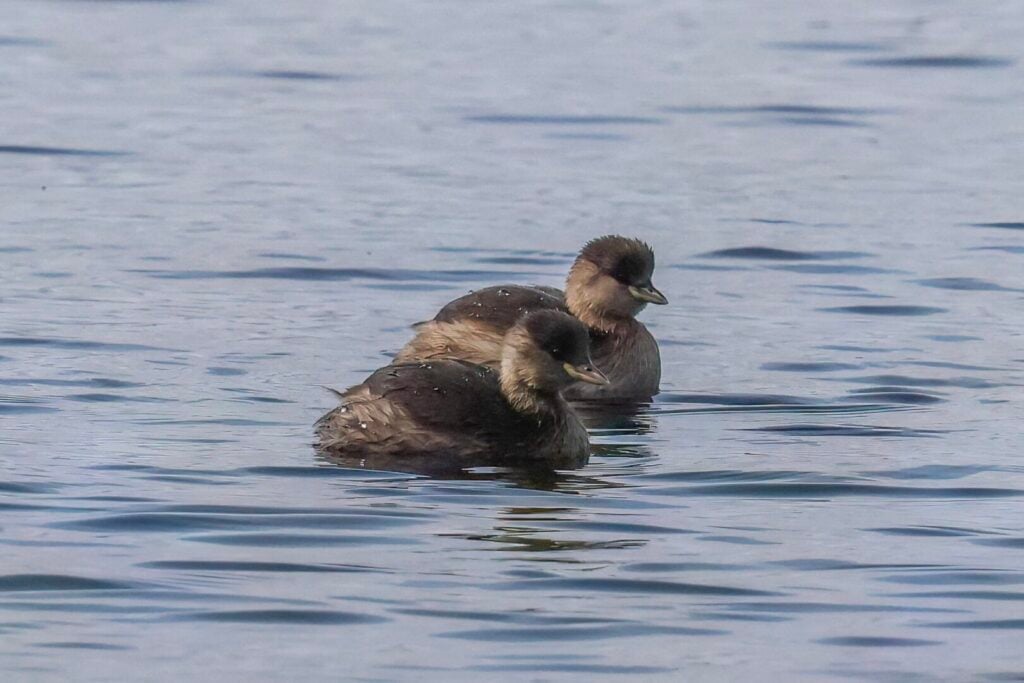 Little Grebes