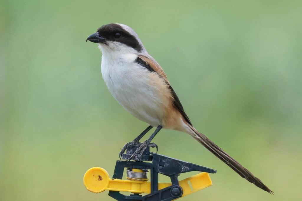 Long-tailed Shrike