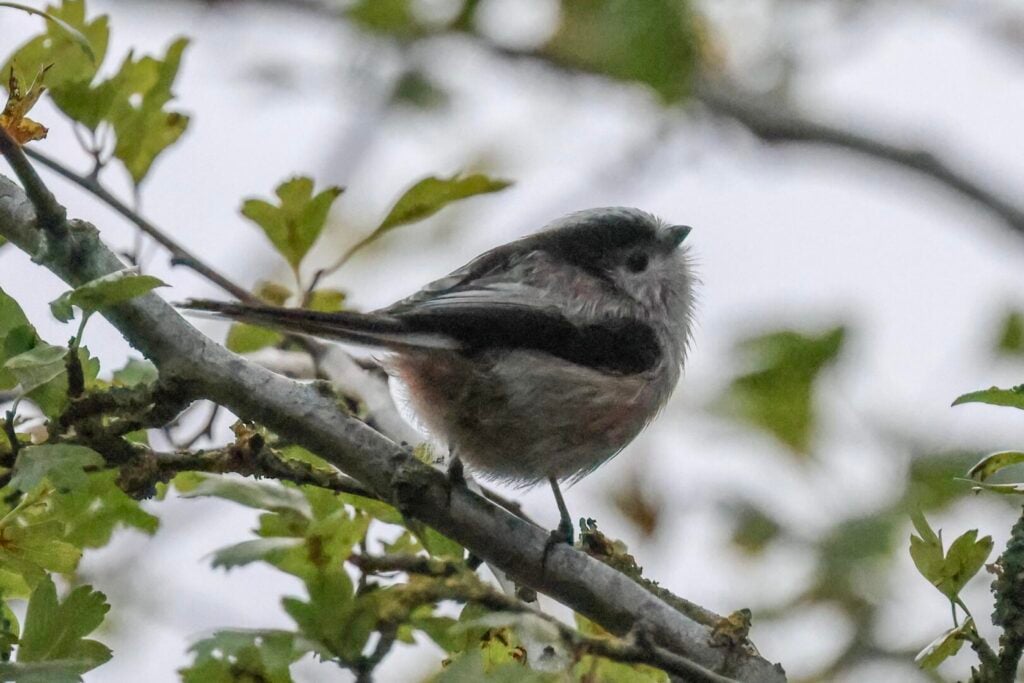 Long-tailed Tit