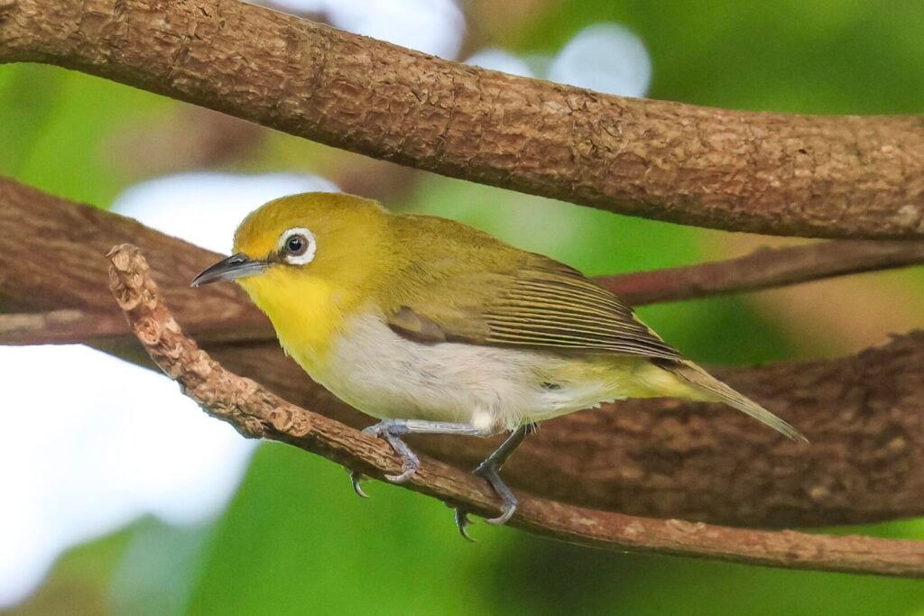 Lowland White-eye