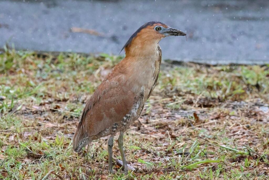 Malayan Night Heron
