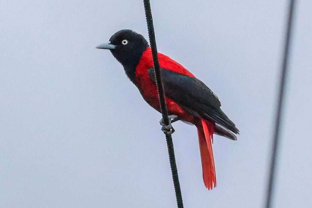 Maroon Oriole