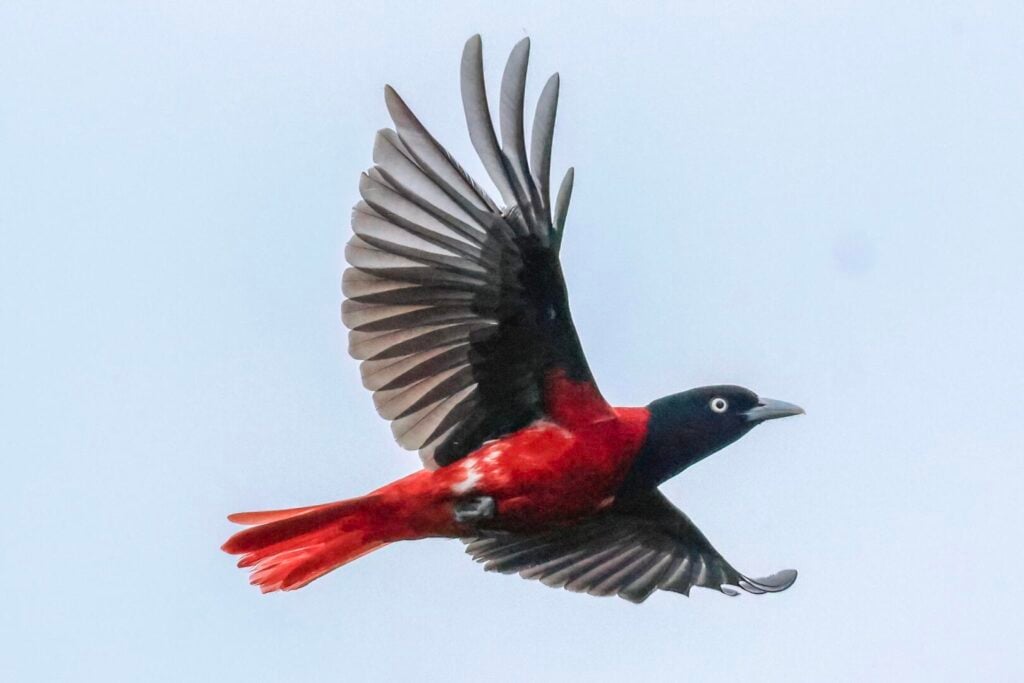 Maroon Oriole