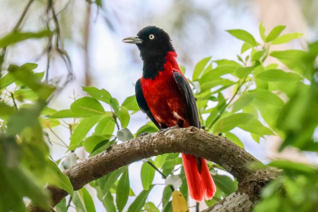 Maroon Oriole