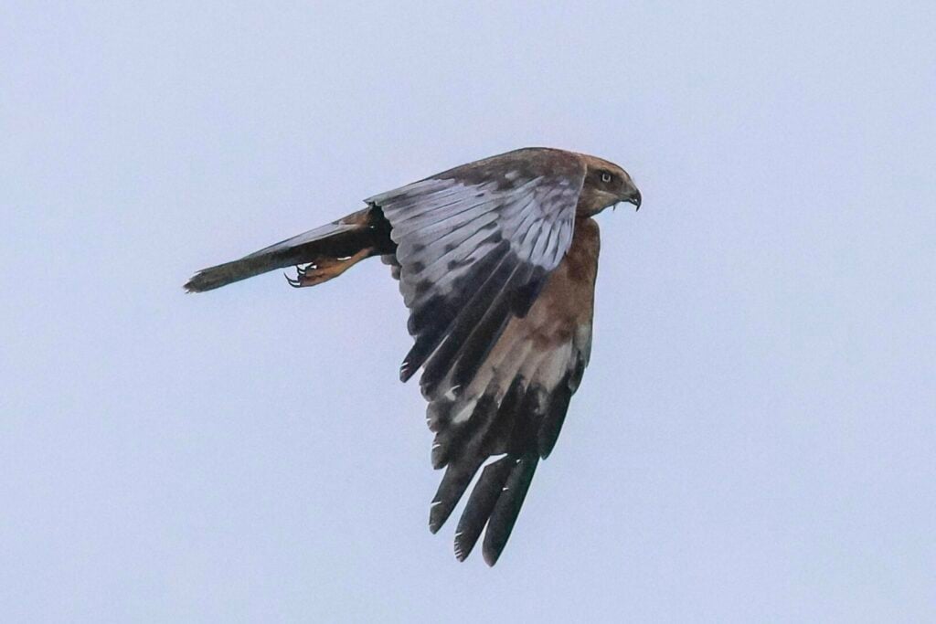 Marsh Harrier