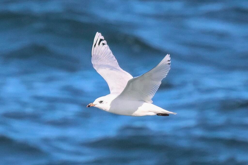 Mediterranean Gull