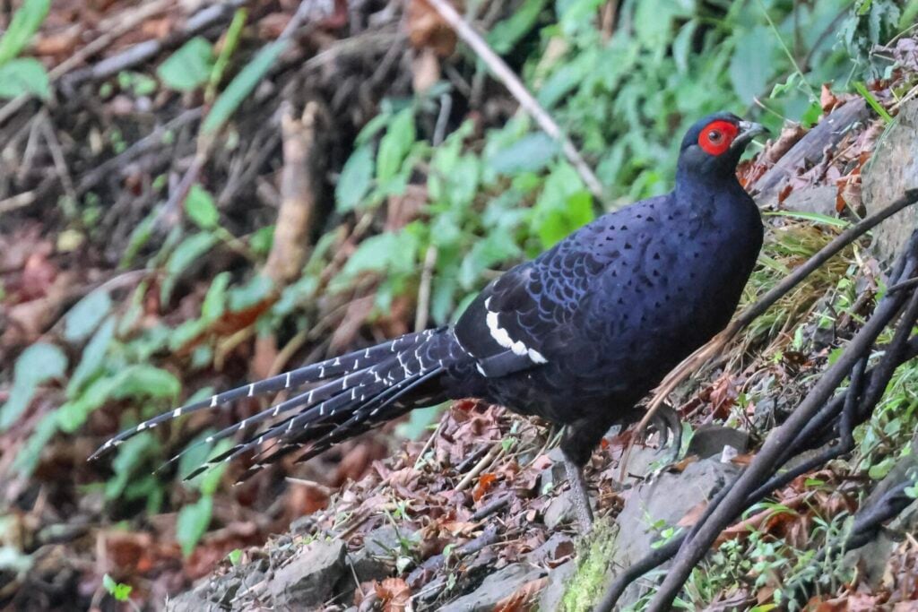 Mikado Pheasant
