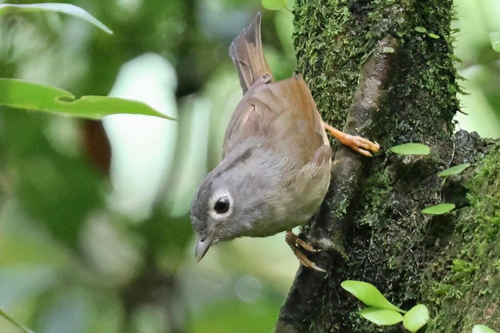 Morrison's Fulvetta