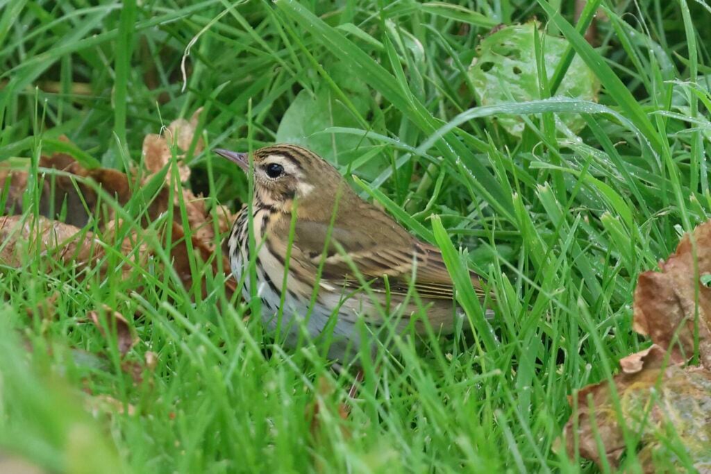 Olive-backed Pipit