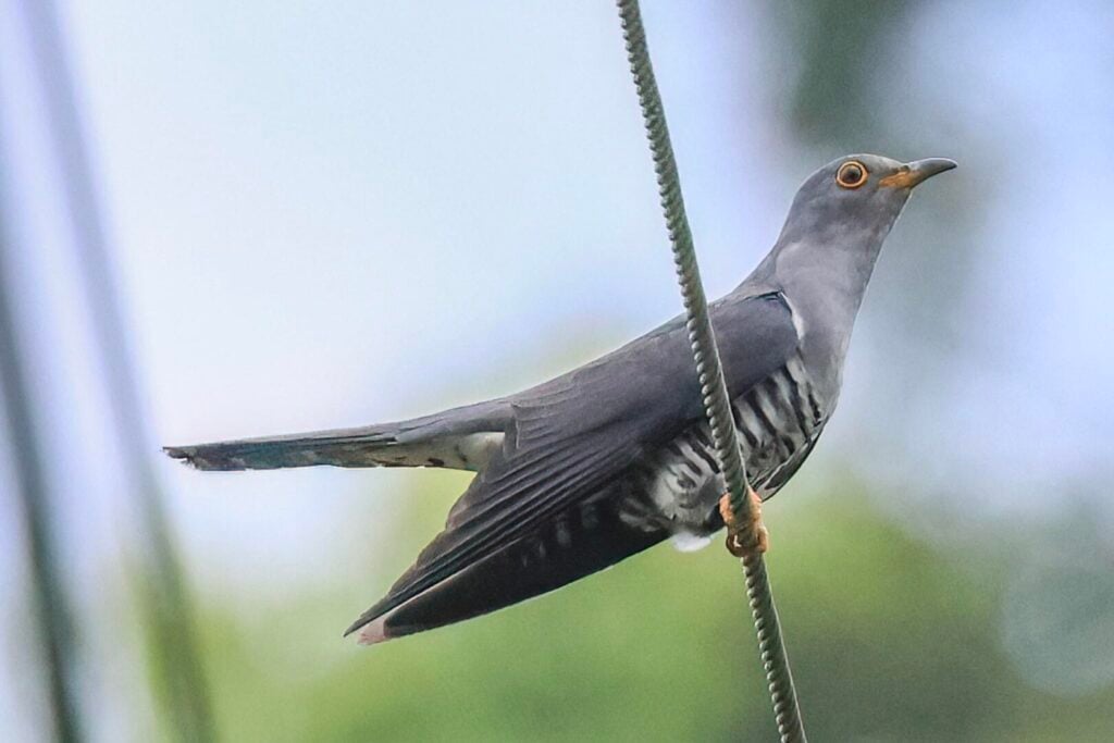 Oriental Cuckoo