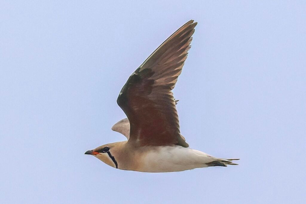 Oriental Pratincole