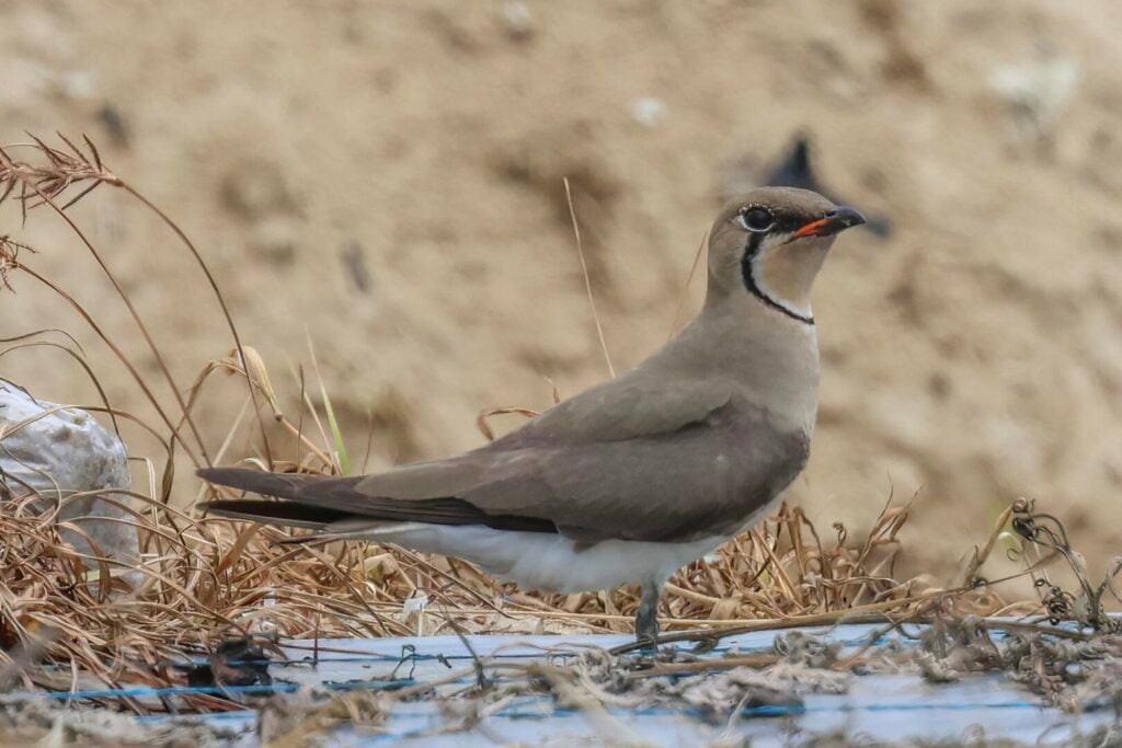 Oriental Pratincole