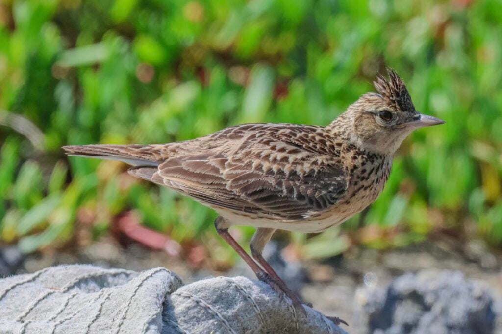 Oriental Skylark