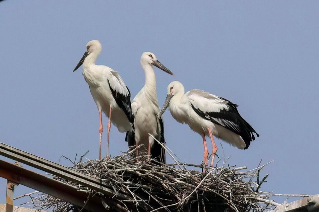 Oriental Storks
