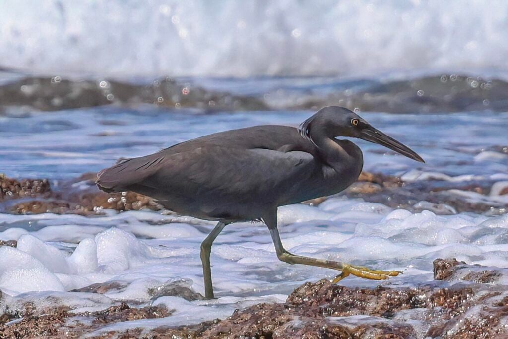 Pacific Reef Heron
