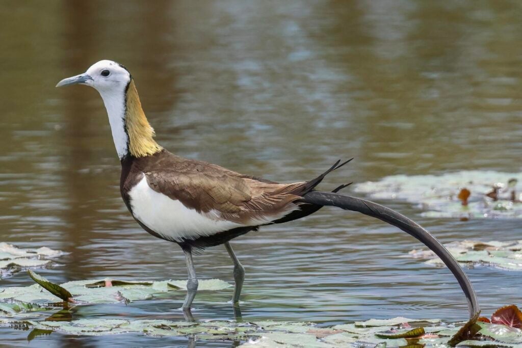 Pheasant-tailed Jacana
