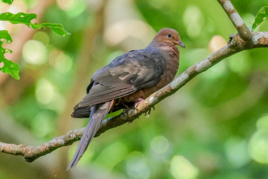 Philippine Cuckoo Dove