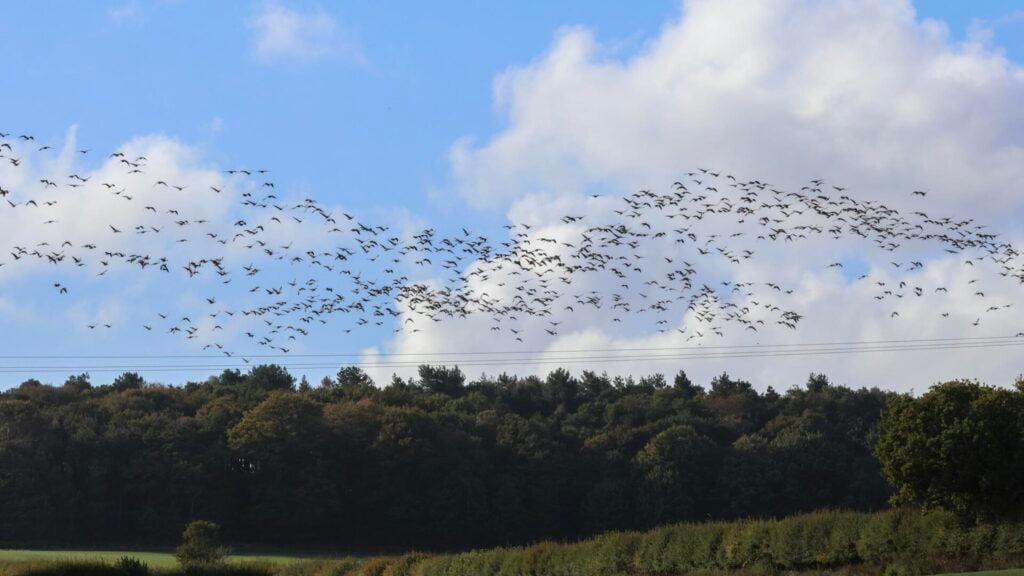Pink-footed Geese