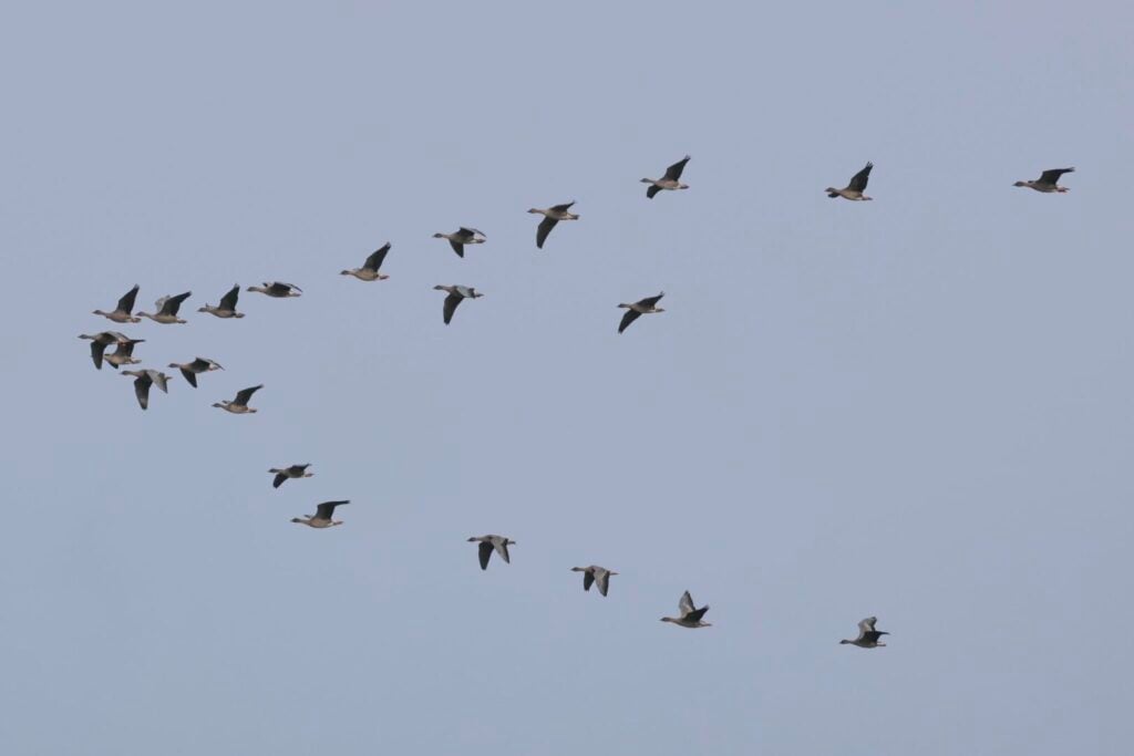 Pink-footed Geese