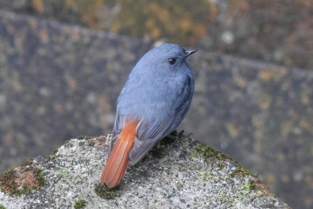 Plumbeous Redstart