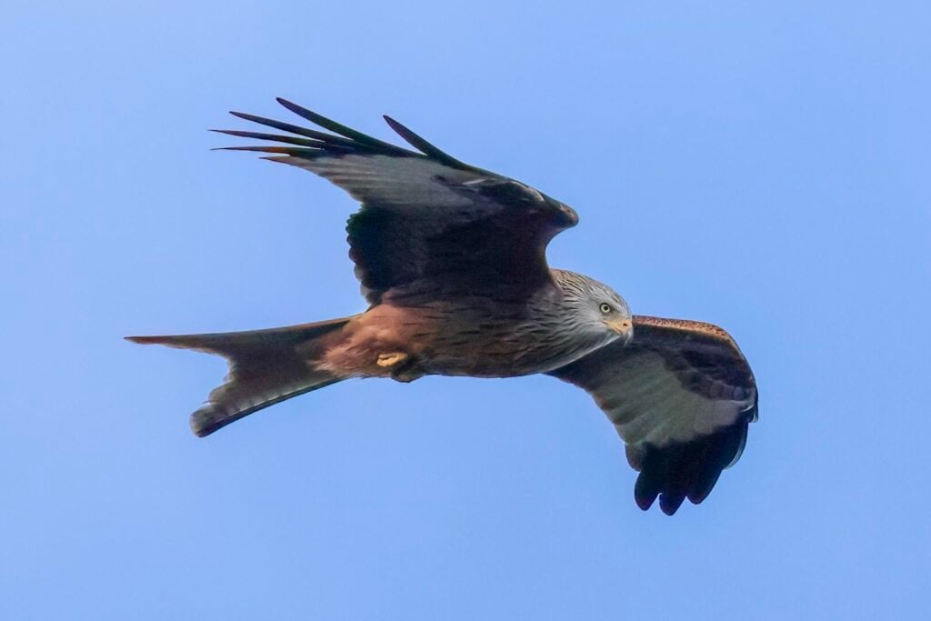 Red Kite