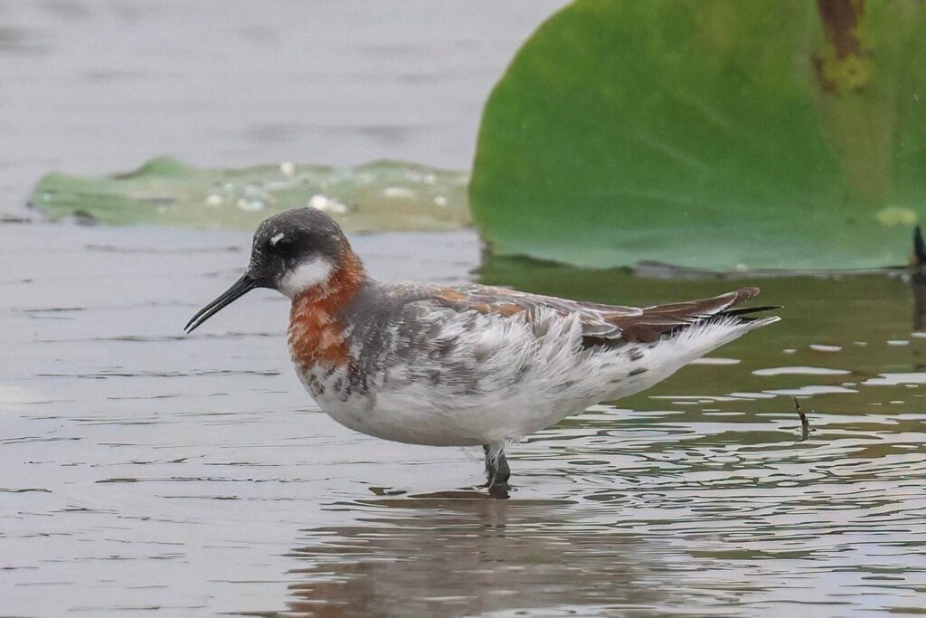 Red-necked Phalarope