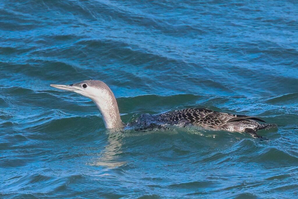 Red-throated Diver