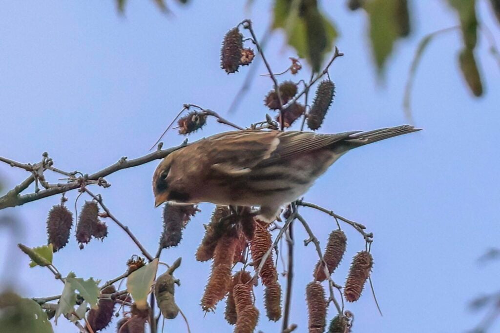 Redpoll