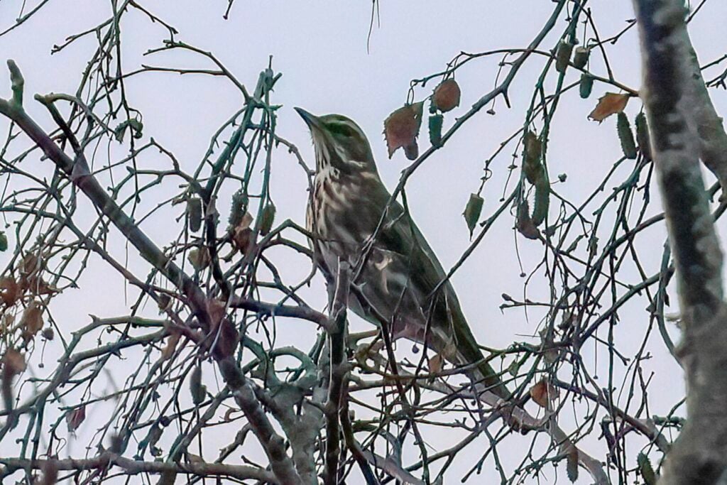 Redwing