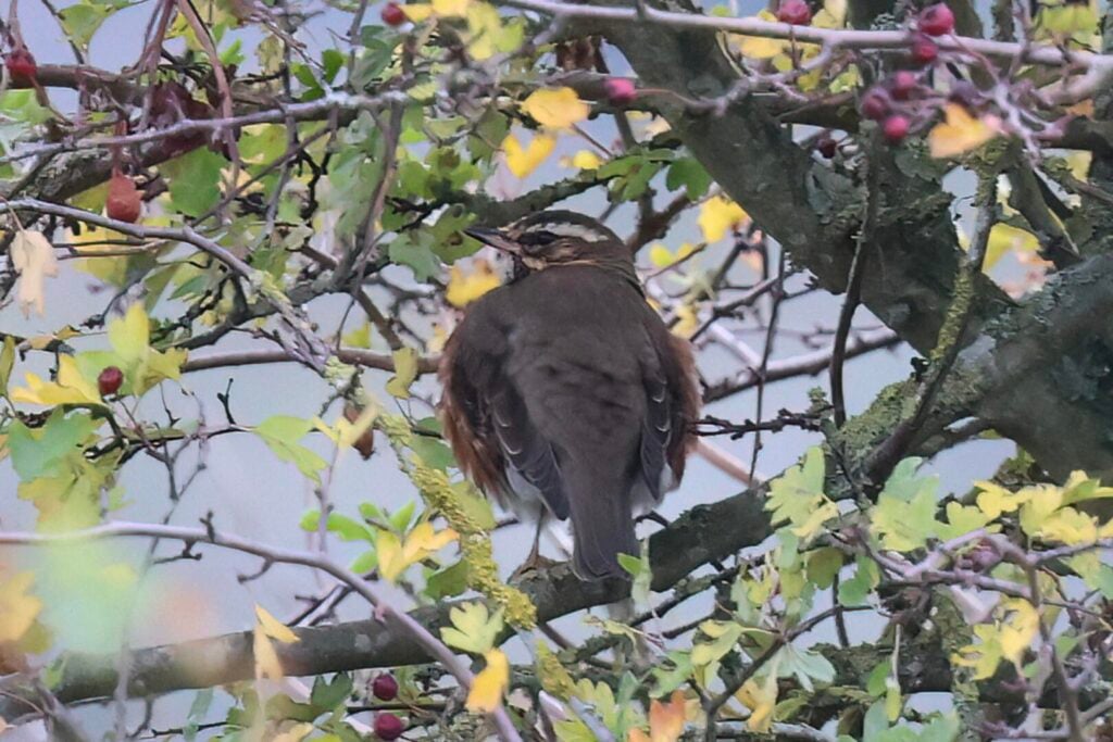 Redwing