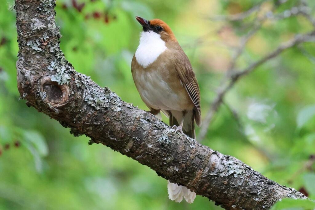 Rufous-crowned Laughingthrush