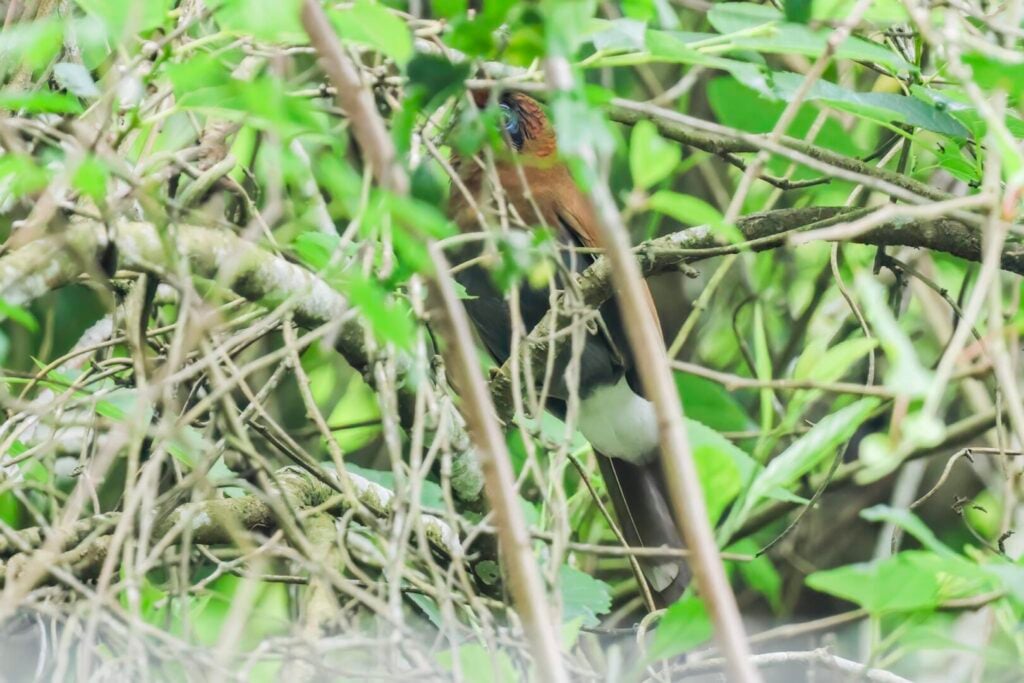 Rusty Laughingthrush