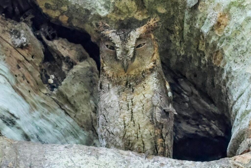 Ryukyu Scops Owl