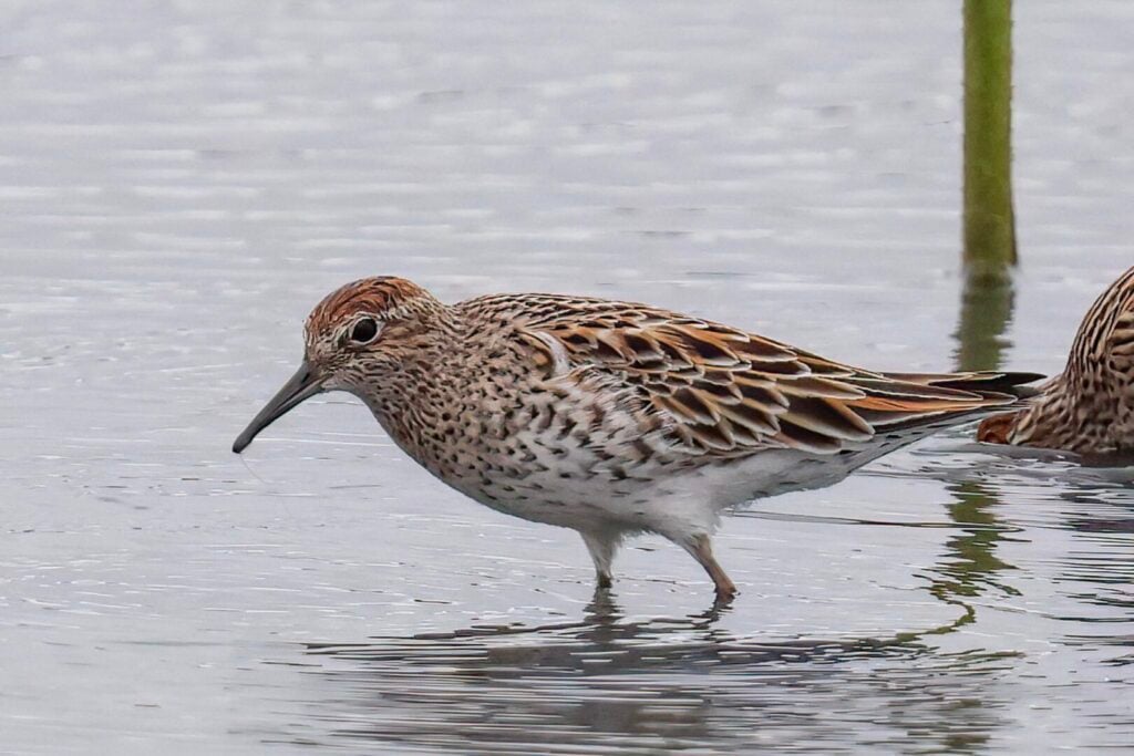 Sharp-tailed Sandpiper