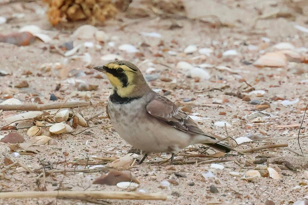 Shorelark
