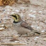 Shorelark
