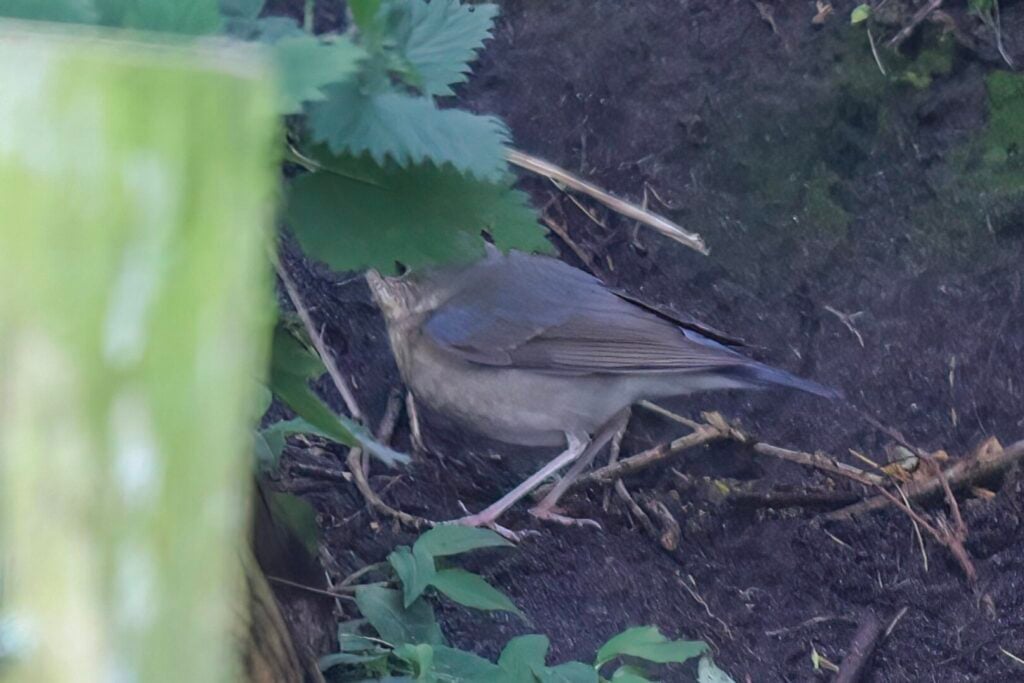 Siberian Blue Robin
