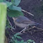 Siberian Blue Robin