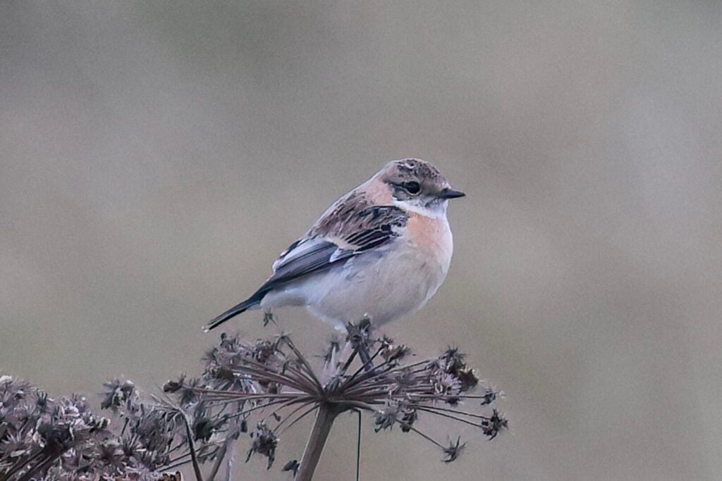 Siberian Stonechat
