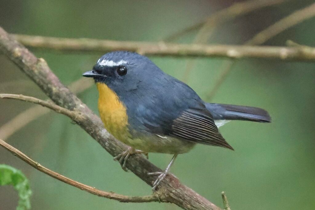 Snowy-browed Flycatcher