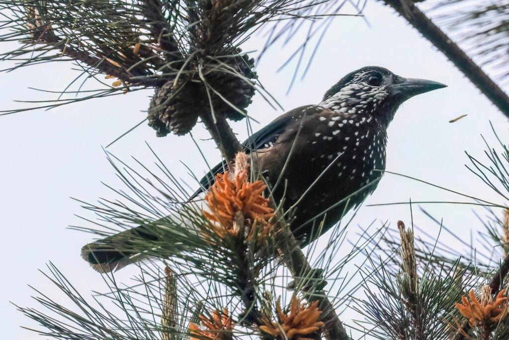 Southern Nutcracker
