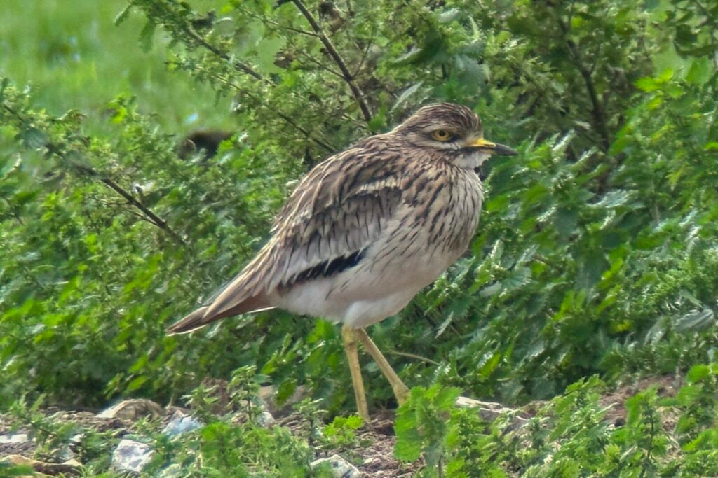 Stone Curlew