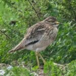 Stone Curlew