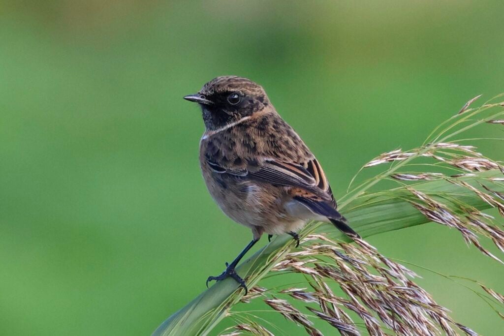 Stonechat