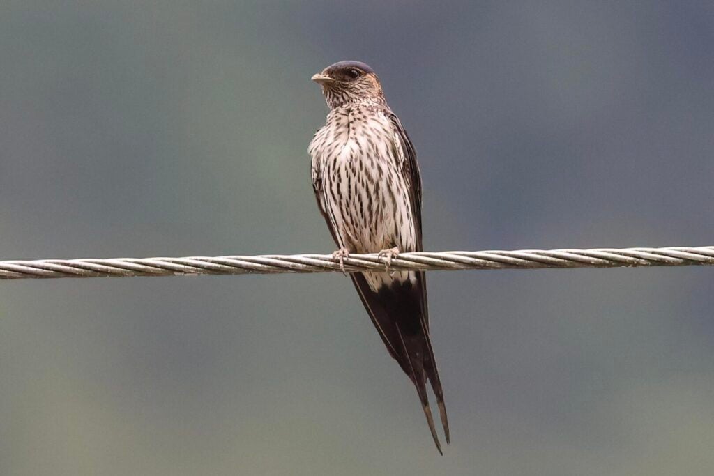 Striated Swallow