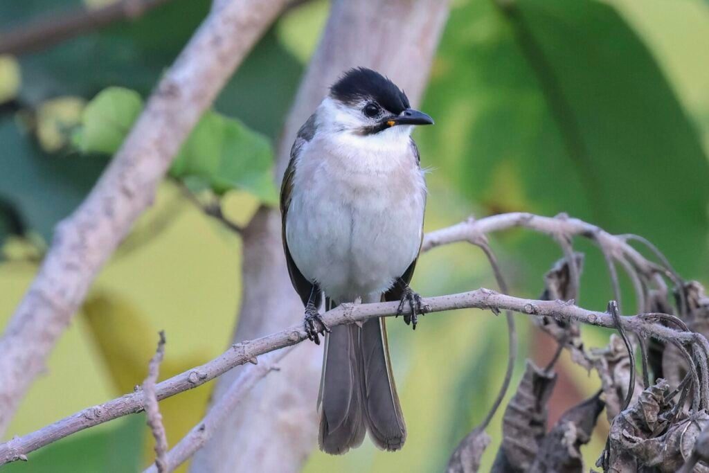 Styan's Bulbul