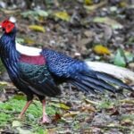 Swinhoe's Pheasant